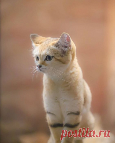 Sandcat