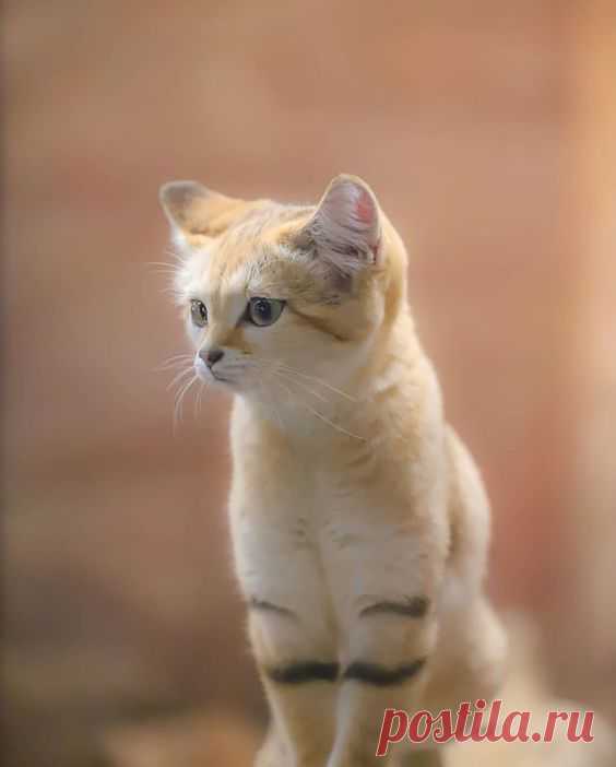 Sandcat