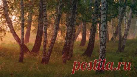 35PHOTO - marateaman - Грезы березовой рощи