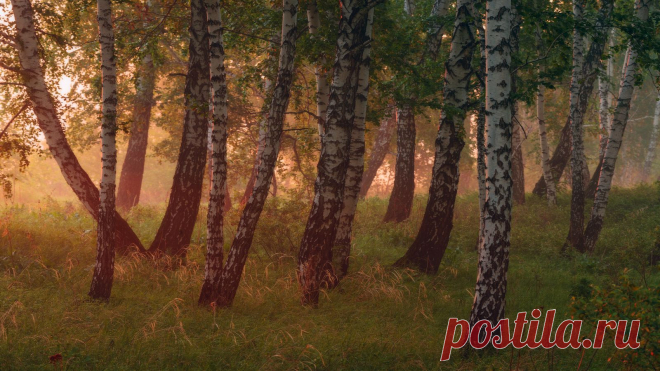 35PHOTO - marateaman - Грезы березовой рощи