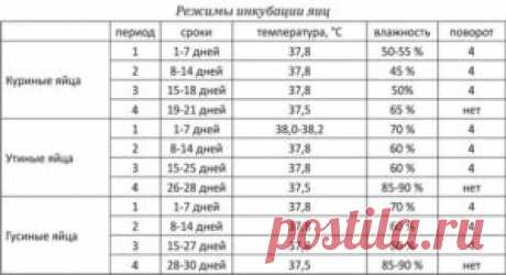 Совершенствование методики определения температуры у цыплят - БиоКорова