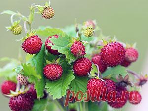 Садовая земляника – посадка и уход: фото земляники, выращивание земляники – описание: обрезка и размножение земляники