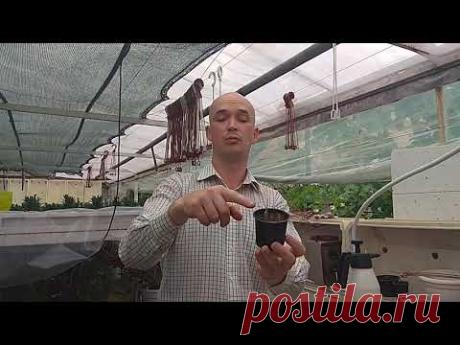 Заставляю ЦВЕСТИ и РАЗМНОЖАЮ Декабрист, Шлюмбергера, Пасхальник. ВИДЕО УРОК!