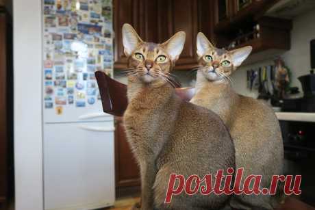 Kittens Abyssinian Cat Cats - Free photo on Pixabay