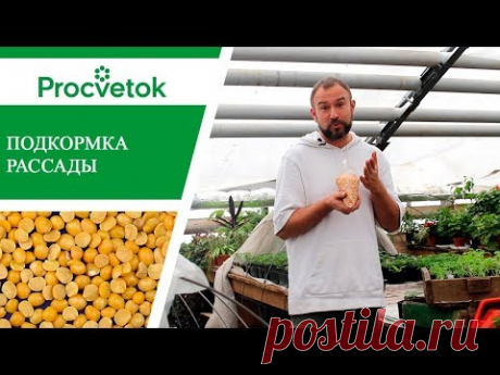 Рассада помидор, перцев, баклажанов. Подкормка рассады для богатого урожая.