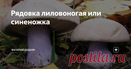 Рядовка лиловоногая или синеножка Растет синяя ножка, там, где много перегноя. По заброшенным полевым стоянкам скота. В местах складирования навоза. На пастбищах. Изредка встречается в редких лиственных лесах. Одиночные грибы встречаются редко, чаще эти грибы растут группами или изогнутыми рядами.