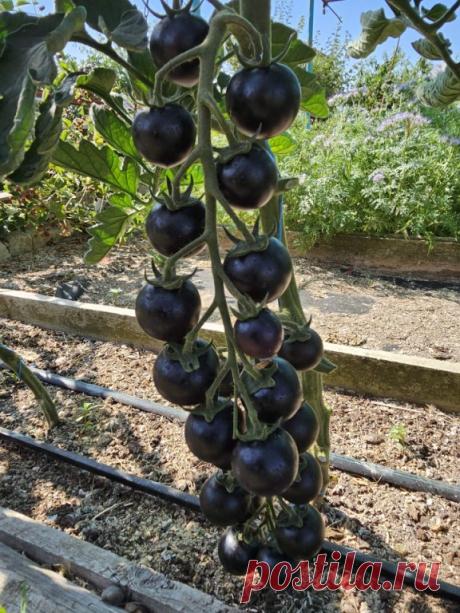 ОГОРОДНЫЕ ЗАМЕТКИ
Не каждая невеста бережёт свою девичью честь так, как я берёг девственно - первозданный окрас плодов своих томатов. Проходя мимо, смотрел и радовался невинной чистоте их антоцианового блеска. Наслаждался. Восторгался. Млел.