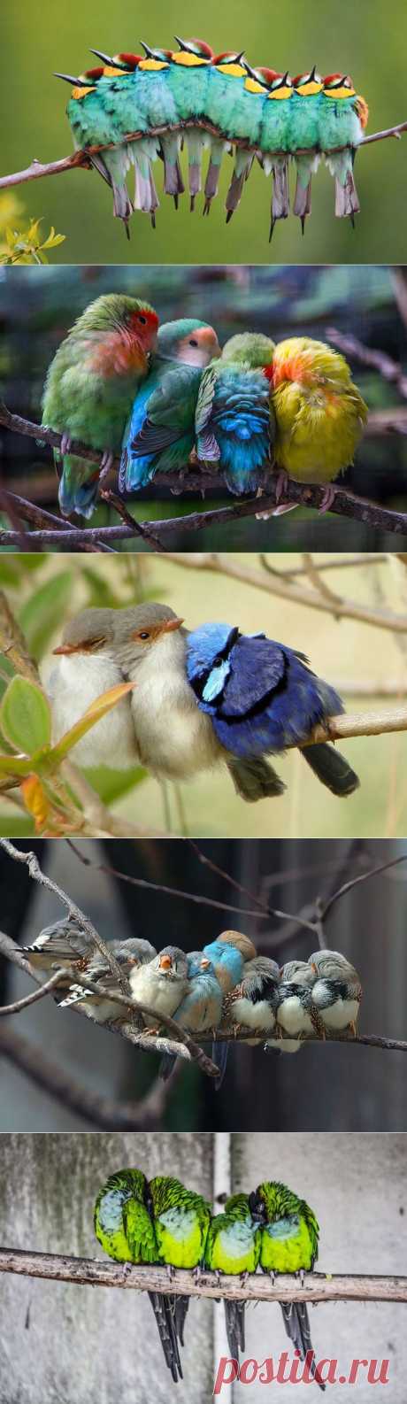 12 фотографий обнимающихся птиц