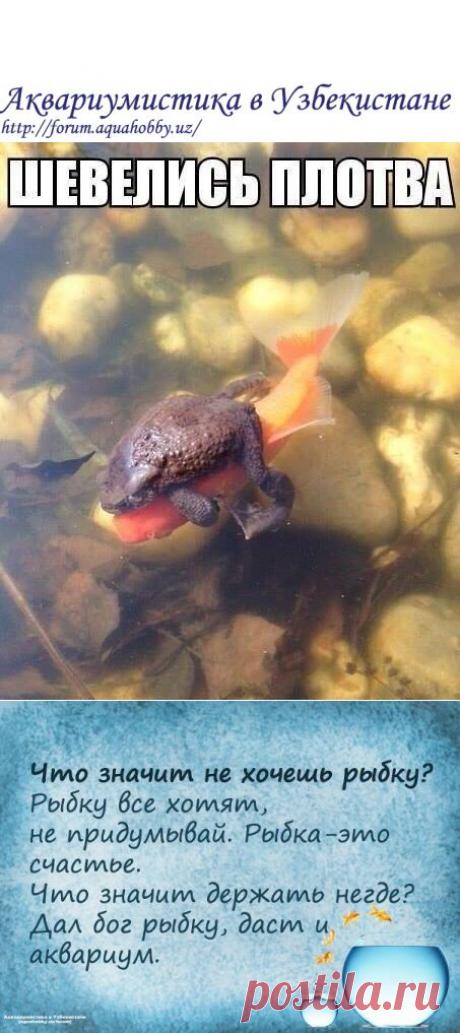 Смешно) Ха ХА)) - Все обо всем - Аквариумистика в Узбекистане