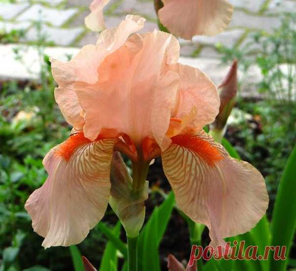 Разноцветные ИРИСЫ♥ автор фото #Татьяна_Коломиец