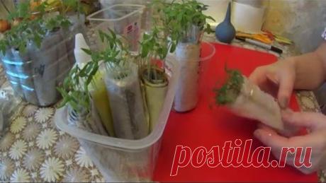 ОТЛИЧНЫЙ СПОСОБ ВЫРАЩИВАНИЯ РАССАДЫ!!! БЕЗ ЗЕМЛИ!