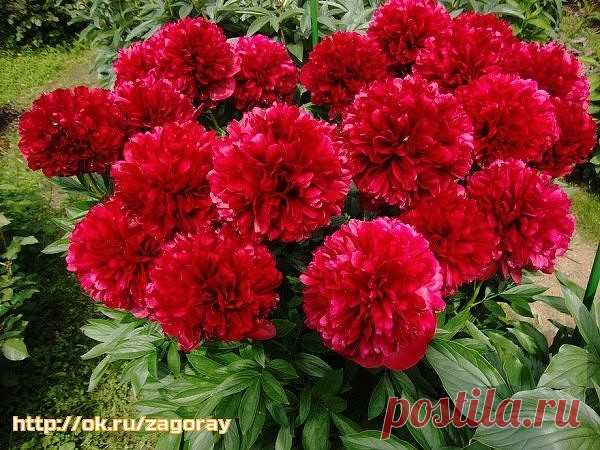 Одноклассники