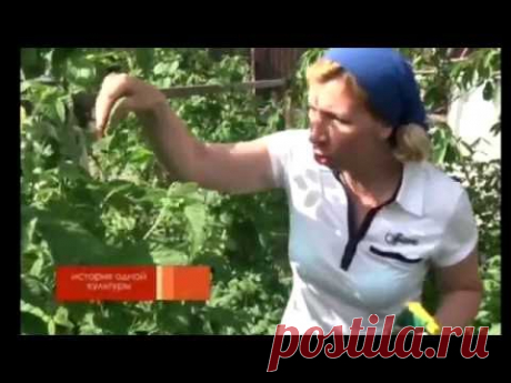 Малина. Уход