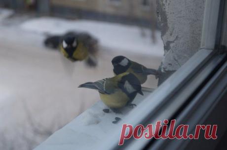 Синички за окном.
Прилетели синички и сели за окном.