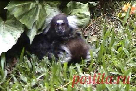 Любовь и смерть у обезьян / Научный хит