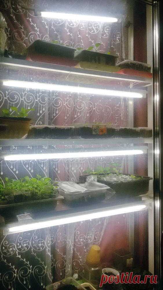 Как я выращиваю рассаду в домашних условиях и в теплице Для рассады всегда нужно много места и много света. Сделать это в обычной квартире сложно, но можно. Два года назад я нарисовала чертеж, купила необходимые материалы и потребовала от мужа сделать мне …