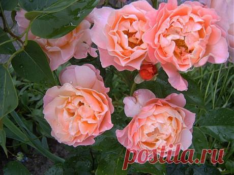 Розовые розы ))))