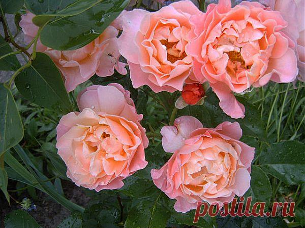 Розовые розы ))))