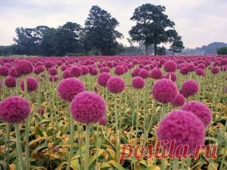 Field-of-Pink-Onions-Wassenaar-in-t.jpg photo by amro101