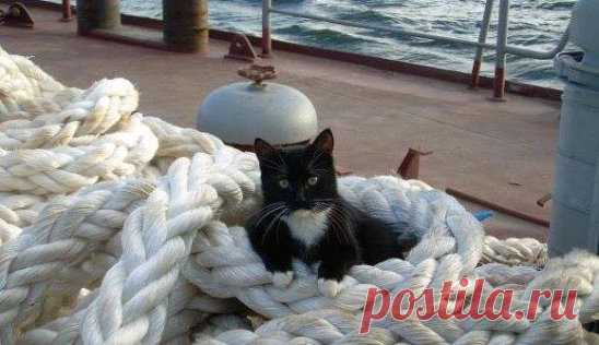 Морской кот... кличка 
