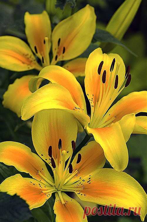 Yellow Orange Lilies | Beautiful flowers