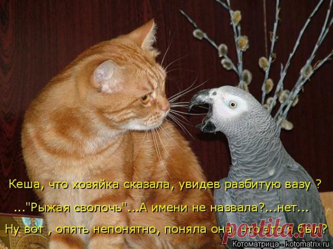 Последняя котоматрица в мае