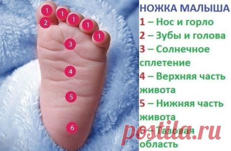 Ножка малыша Мягко массируя определенную зону на детской стопе, Вы успокоите своего малыша, если у него что-то болит: 1 – Нос и горло 2 – Зубы и голова 3 – Солнечное сплетение 4 – Верхняя часть живота 5 – Нижняя часть живота 6 – Тазовая область