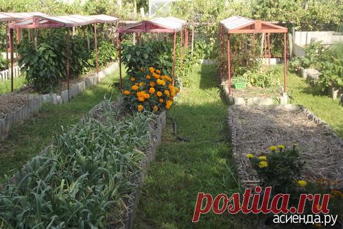 Уж дышит август сентябрём... (2).: Дневник пользователя domogorod