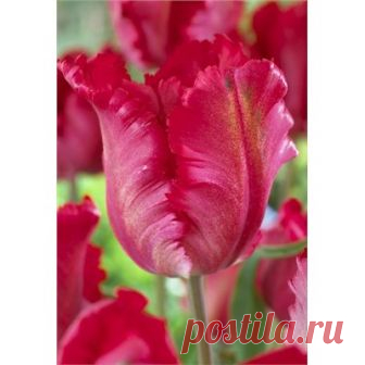 Тюльпан Гарден Файр купить, отзывы, фото, доставка - Совместные закупки shipashop.ru
