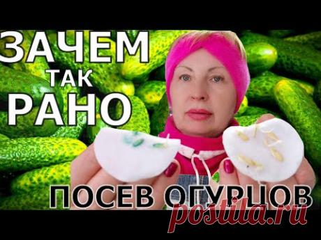 Начинаю огородничать. Огурцы хочу есть рано. Сею своим способом и любимые сорта