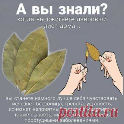 Зачем я сжигаю каждый день по листочку лаврового листа в своей квартире?