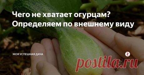Чего не хватает огурцам? Определяем по внешнему виду Огурцы любят все, а понять чего им не хватает знает не каждый. Когда с огурцами все в порядке они сочные и ровные. Если мягкие, искривленные, желтые и т. д значит им не хватает определенных питательных веществ. Определить это достаточно просто.
Далее я составила список признаков по которым вы легко определите чего не хватает огурцам и как им помочь.
1. Если плоды искривились  - им не хватает воды.