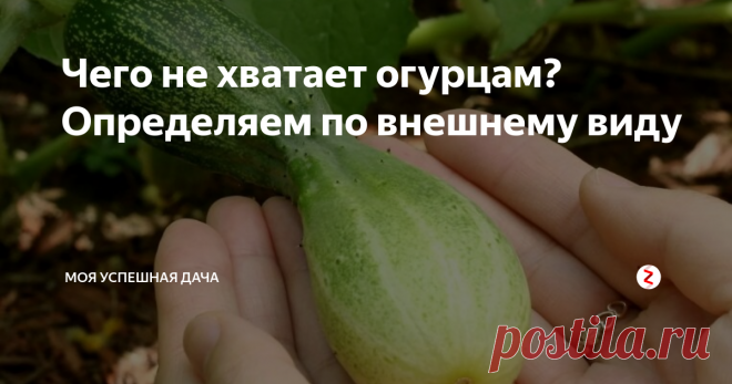 Чего не хватает огурцам? Определяем по внешнему виду Огурцы любят все, а понять чего им не хватает знает не каждый. Когда с огурцами все в порядке они сочные и ровные. Если мягкие, искривленные, желтые и т. д значит им не хватает определенных питательных веществ. Определить это достаточно просто.
Далее я составила список признаков по которым вы легко определите чего не хватает огурцам и как им помочь.
1. Если плоды искривились  - им не хватает воды.