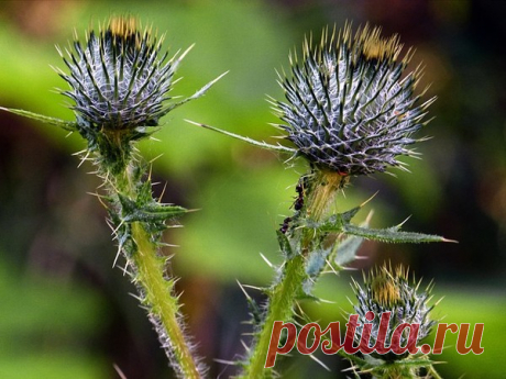 Belles images de fleurs