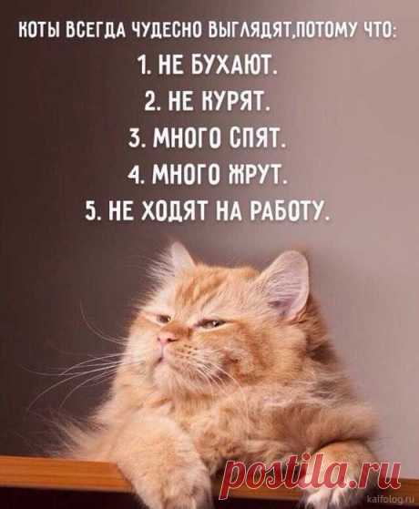 Фото дня о Котэ