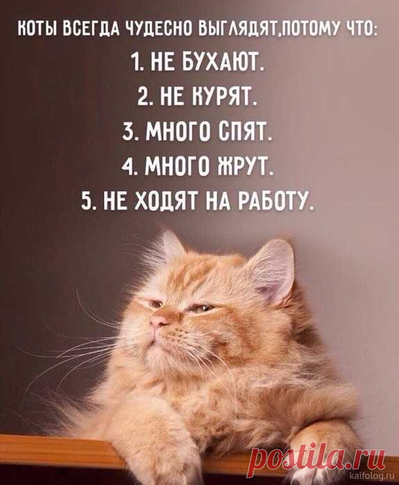 Фото дня о Котэ