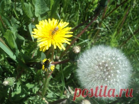 одуванчик