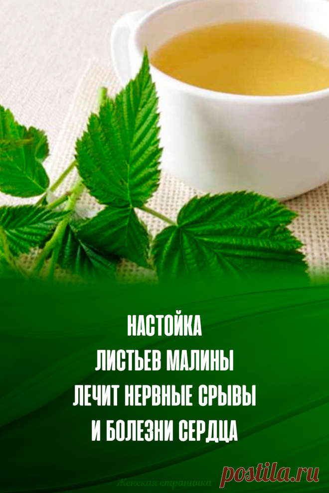 Настойка листьев малины лечит нервные срывы и болезни сердца