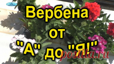 Всё о вербене. От посева до цветения! — Смотреть в Эфире Поэтапное выращивание прекрасного растения вербены в одном видео! Когда сеять, какой сорт, какая почва и многие другие тонкости по выращиванию вербен…
