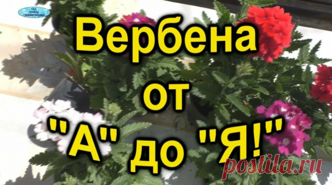 Всё о вербене. От посева до цветения! — Смотреть в Эфире Поэтапное выращивание прекрасного растения вербены в одном видео! Когда сеять, какой сорт, какая почва и многие другие тонкости по выращиванию вербен…