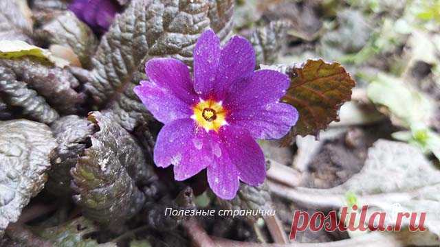 15 апреля Тит-ледолом . Народные приметы, обычаи, запреты дня 15 апреля Тит-ледолом в народном календаре. Народные приметы, обычаи и поверья. Что нельзя делать 15 апреля, а что можно и надо