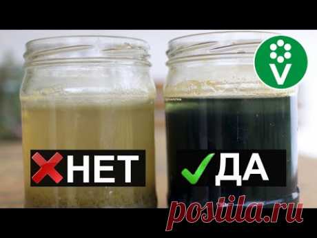 Готовим МОЩНОЕ СРЕДСТВО от болезней и вредителей на основе железного купороса