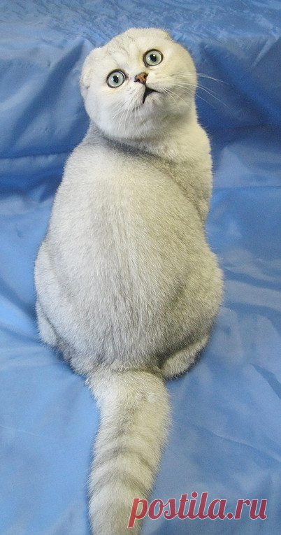 l-cat | Галерея