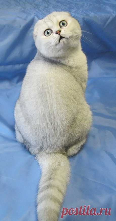 l-cat | Галерея