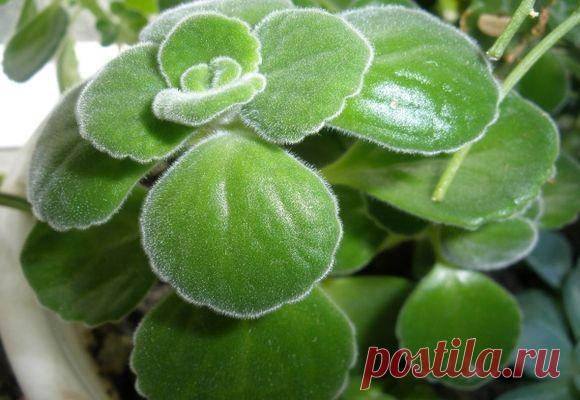 Как правильно ухаживать за комнатной мятой (плектрантусом): суеверия и приметы