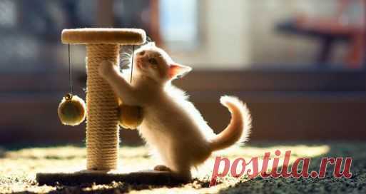 Как сделать:: когтеточку своими руками — Полезные советы, консультации специалистов.