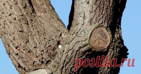Vertical Touch on Twitter “Can you spot it? Postman's photo of owl that social media users say is 'impossible to see' - Manchester Evening News https://t.co/VegJFyk3Cx”