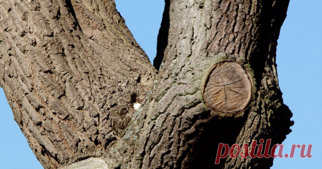 Vertical Touch on Twitter “Can you spot it? Postman's photo of owl that social media users say is 'impossible to see' - Manchester Evening News https://t.co/VegJFyk3Cx”