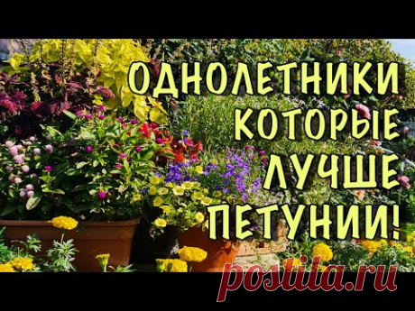 ПЕТУНИЮ больше НЕ ПОСАЖУ! Нашла цветы НАМНОГО КРАСИВЕЕ, а главное они ЦВЕТУТ БЕЗ УХОДА до ЗАМОРОЗКОВ (Фото)