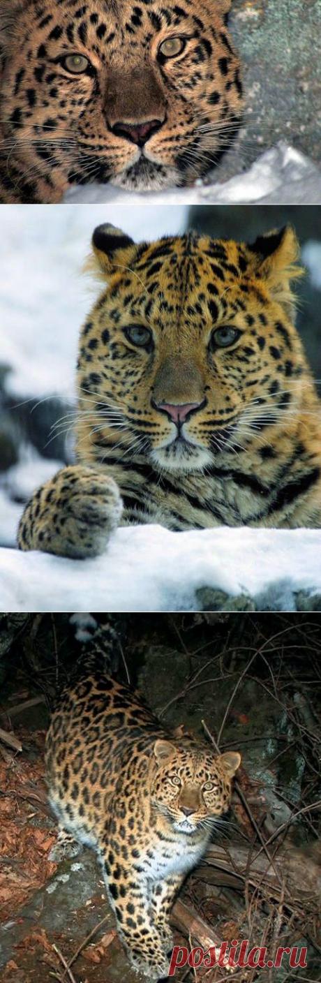 О самом известном дальневосточном леопарде | На краю земли
Толстый - "Прощание с актёром"
Около 20 лет самый известный дальневосточный леопард по имени "Толстый" был звездой документальных фильмов о дикой природе Приморья.